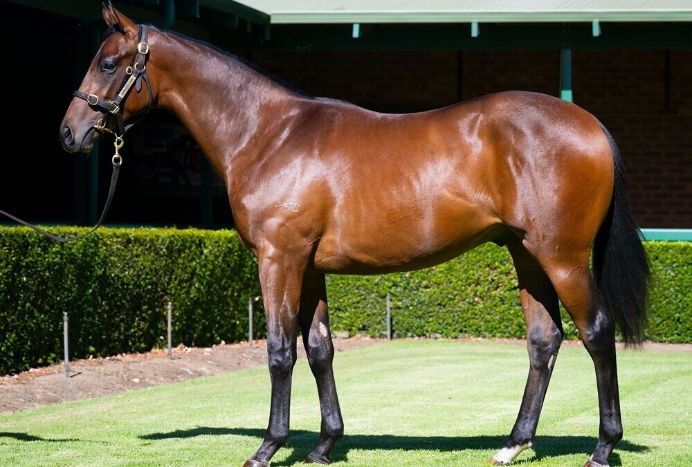 Un-named (Ghaiyyath – Noble Born)